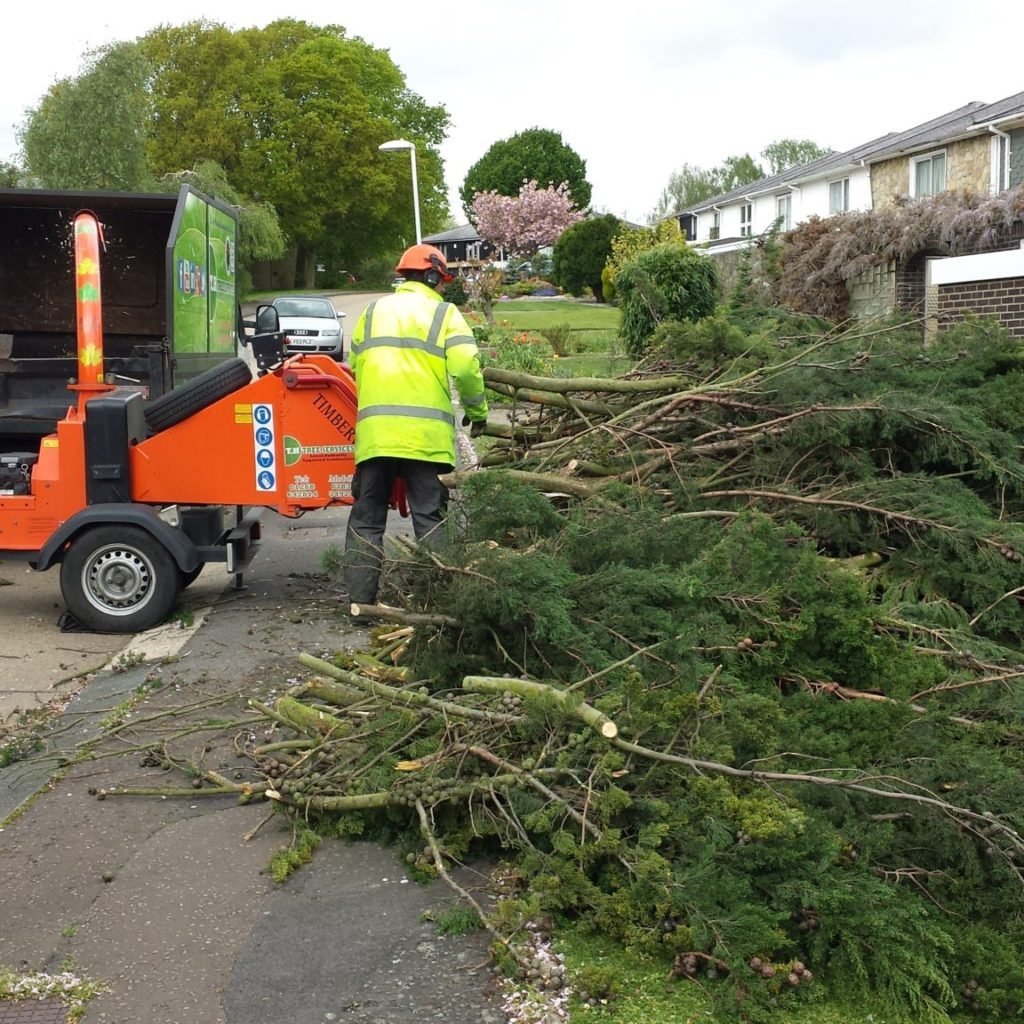 How Tree Surgeons Help In Keeping Your Garden In A Healthy Condition ...