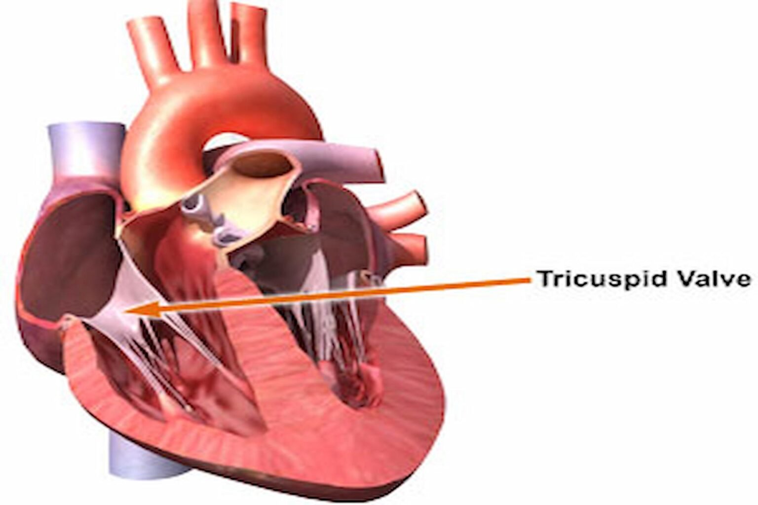 The Anatomy And Function Of The Tricuspid Valve In The Human