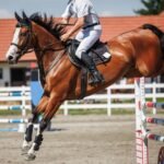 Enhancing Horse Jumping Techniques with Effective Use of Horse Jump Cups