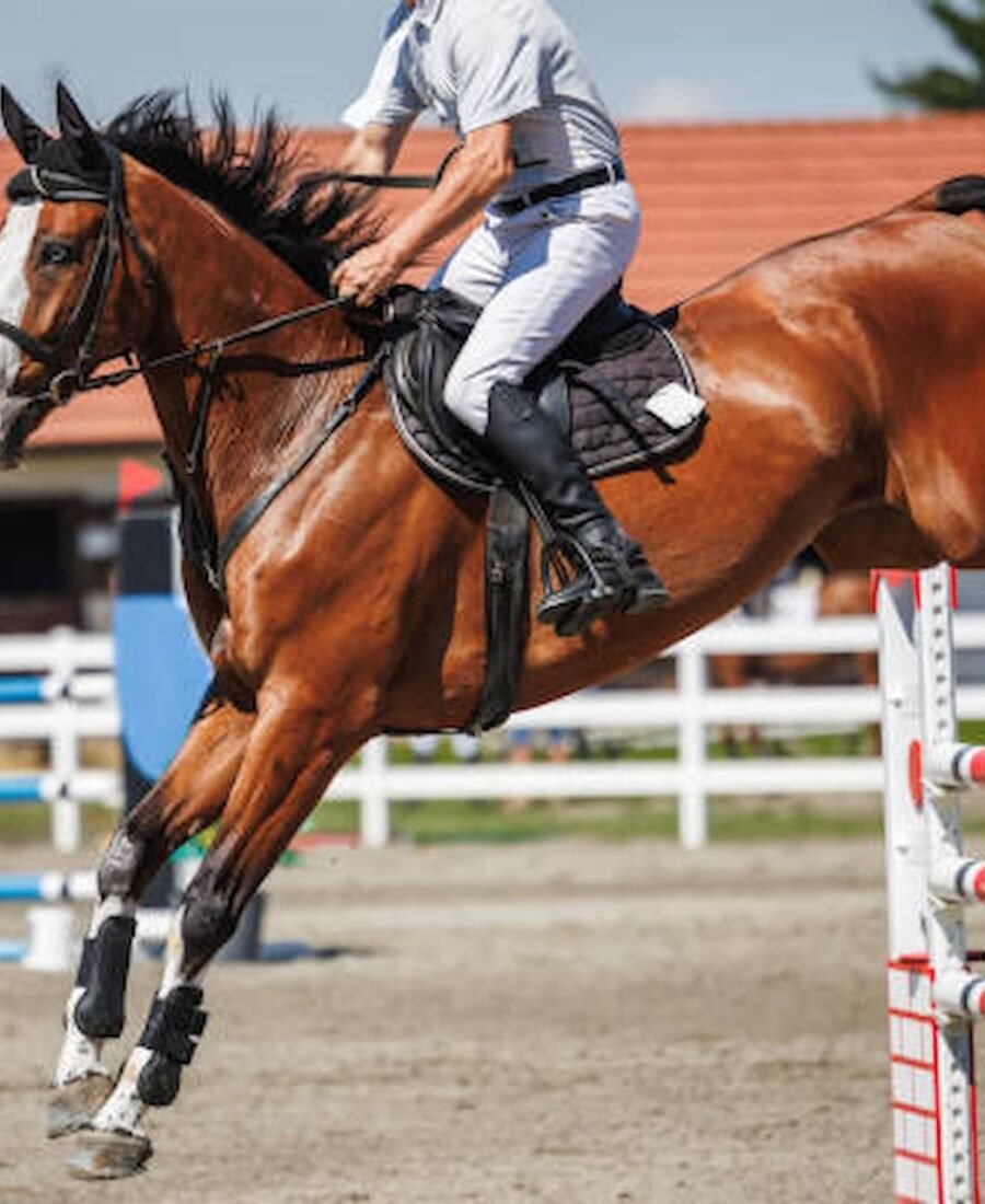 Enhancing Horse Jumping Techniques with Effective Use of Horse Jump Cups