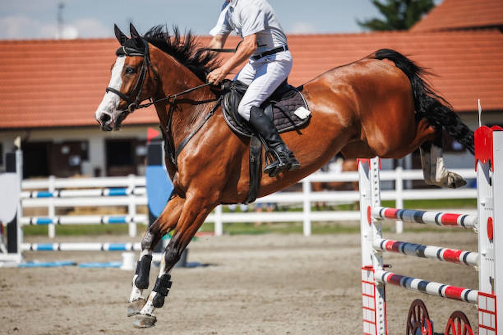 Enhancing Horse Jumping Techniques with Effective Use of Horse Jump Cups