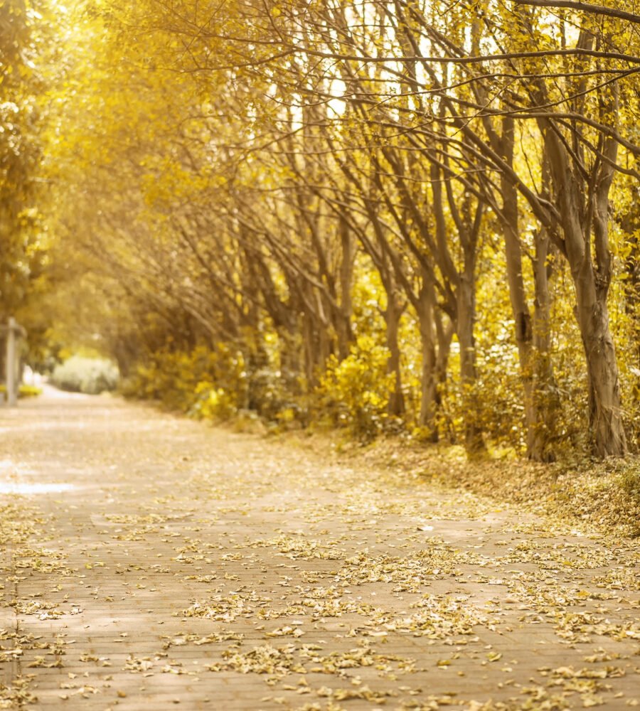 The Yellow Spring Road: A Seasonal Aesthetic Of Blooming Beauty