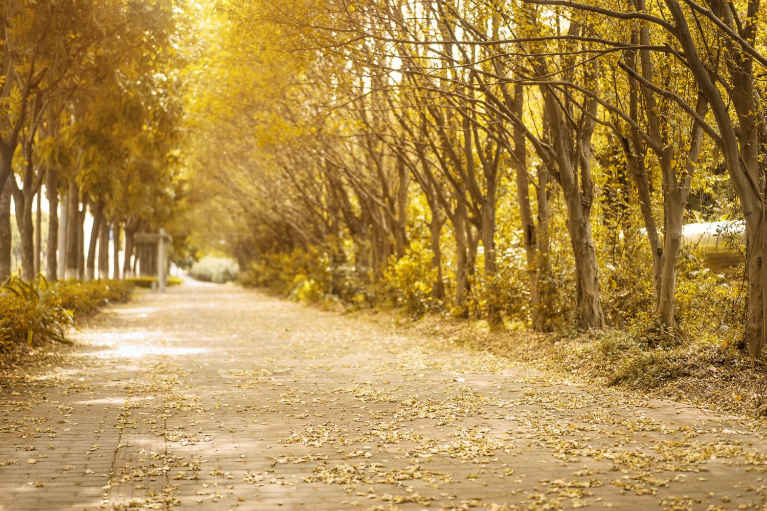 The Yellow Spring Road: A Seasonal Aesthetic Of Blooming Beauty