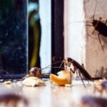 What Are the Most Effective Treatments for Eliminating Cockroach Infestations