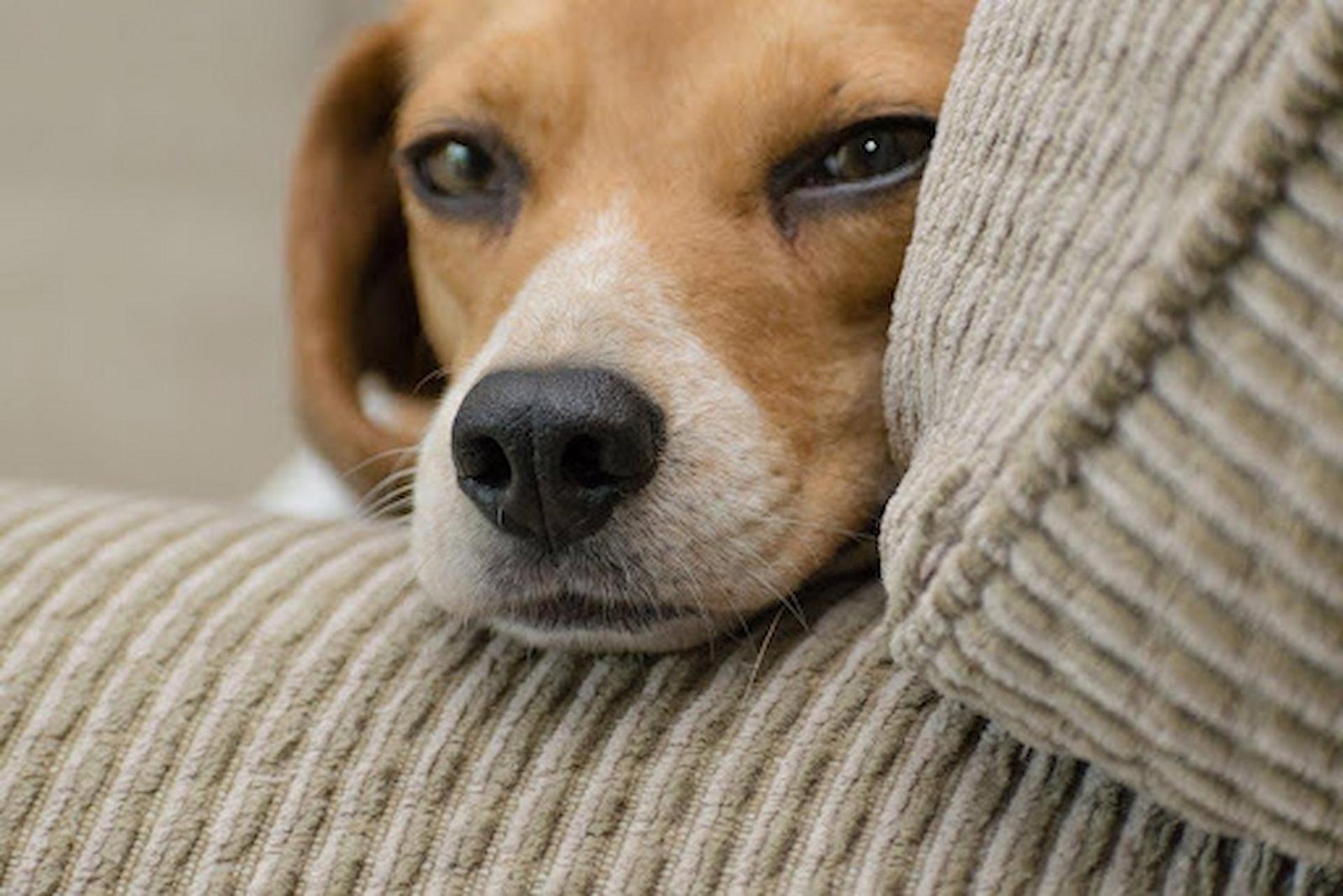 How Pets Provide Comfort And Support To Their Owners